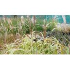 MISCANTHUS sinensis var. condensatus 'Cosmopolitan'