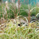 MISCANTHUS sinensis var. condensatus 'Cosmopolitan'