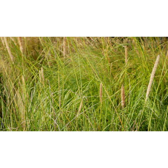 PENNISETUM macrourum