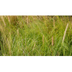 PENNISETUM macrourum