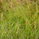 PENNISETUM macrourum