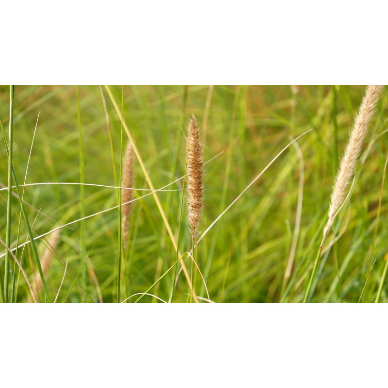 PENNISETUM macrourum