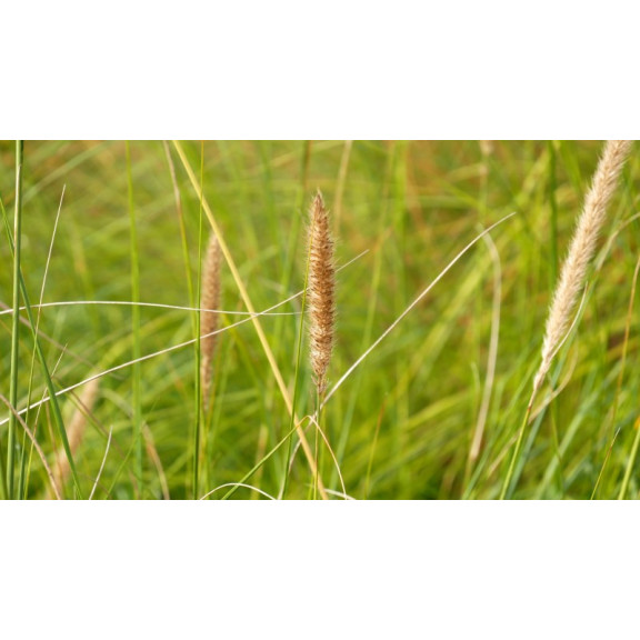 PENNISETUM macrourum