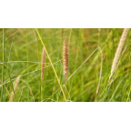 PENNISETUM macrourum