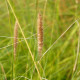 PENNISETUM macrourum