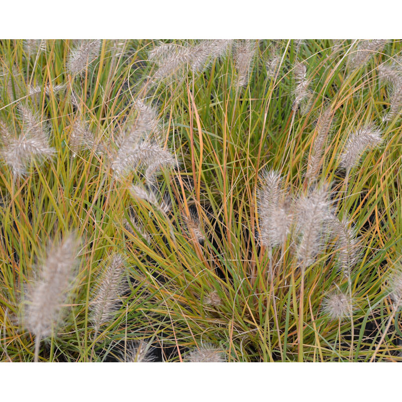 PENNISETUM alopecuroides 'Hameln' PENNISETUM alopecuroides 'Hameln'