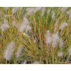 PENNISETUM alopecuroides 'Hameln' PENNISETUM alopecuroides 'Hameln'