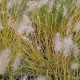 PENNISETUM alopecuroides 'Hameln'