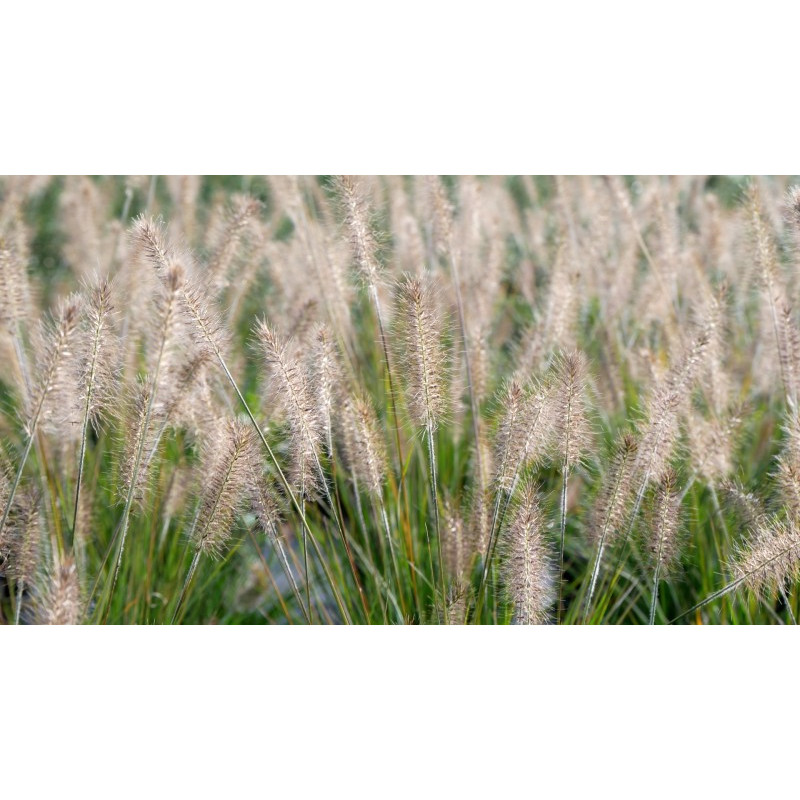 PENNISETUM alopecuroides 'Hameln' PENNISETUM alopecuroides 'Hameln'