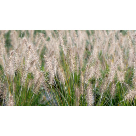 PENNISETUM alopecuroides 'Hameln'