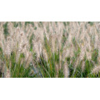 PENNISETUM alopecuroides 'Hameln' PENNISETUM alopecuroides 'Hameln'