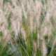 PENNISETUM alopecuroides 'Hameln'