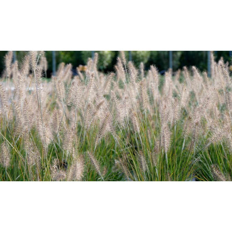 PENNISETUM alopecuroides 'Hameln' PENNISETUM alopecuroides 'Hameln'