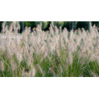 PENNISETUM alopecuroides 'Hameln' PENNISETUM alopecuroides 'Hameln'