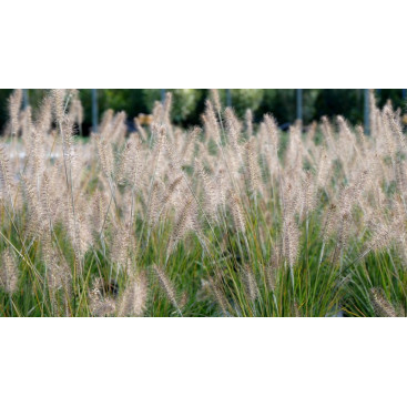 PENNISETUM alopecuroides \'Hameln\'