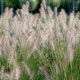 PENNISETUM alopecuroides 'Hameln'