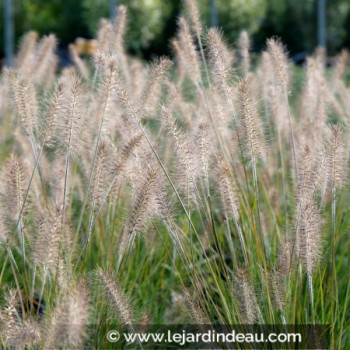 PENNISETUM alopecuroides &#039;Hameln&#039;