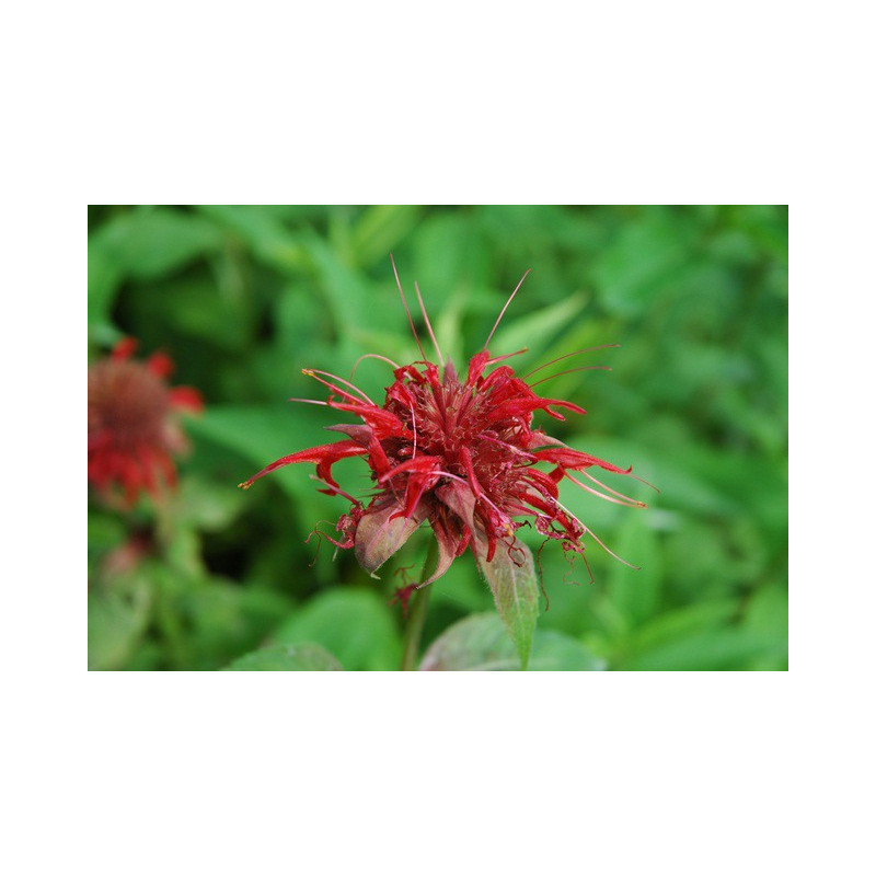 MONARDA 'Cambridge Scarlet'