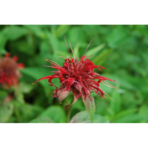 MONARDA 'Cambridge Scarlet'