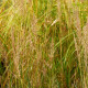 STIPA brachytricha