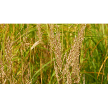 STIPA brachytricha