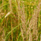 STIPA brachytricha