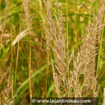 STIPA brachytricha