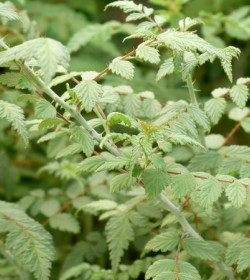 RUBUS thibenatus 'Silver Fern'