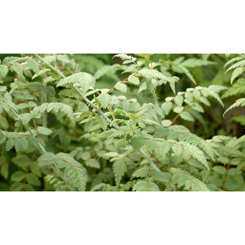 RUBUS thibenatus 'Silver Fern'