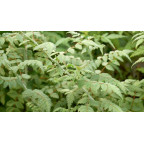 RUBUS thibenatus 'Silver Fern'