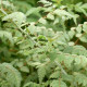 RUBUS thibenatus 'Silver Fern'