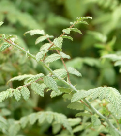 RUBUS thibenatus 'Silver Fern'