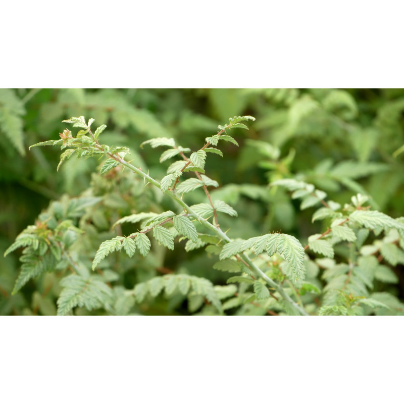 RUBUS thibenatus 'Silver Fern'