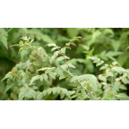 RUBUS thibenatus 'Silver Fern'