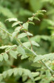RUBUS thibenatus 'Silver Fern'