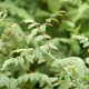 RUBUS thibenatus 'Silver Fern'