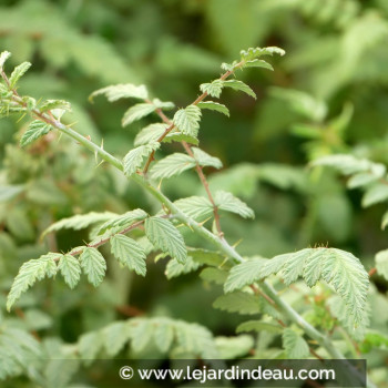 RUBUS thibenatus &#039;Silver Fern&#039;