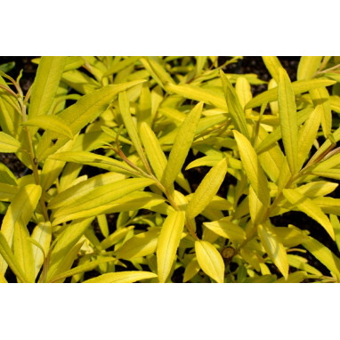 SALIX udensis \'Golden Sunshine\'
