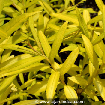 SALIX udensis &#039;Golden Sunshine&#039;®
