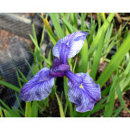 IRIS ensata