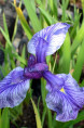 IRIS ensata