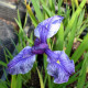 IRIS ensata