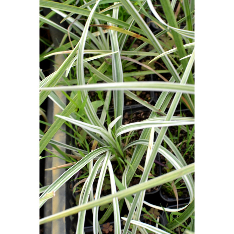 LIRIOPE muscari 'Variegata'