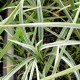 LIRIOPE muscari 'Variegata'