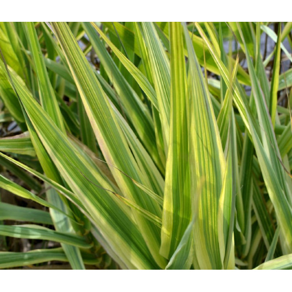 ARUNDO donax var. versicolor
