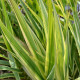 ARUNDO donax var. versicolor