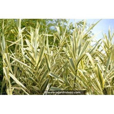 ARUNDO donax var. versicolor