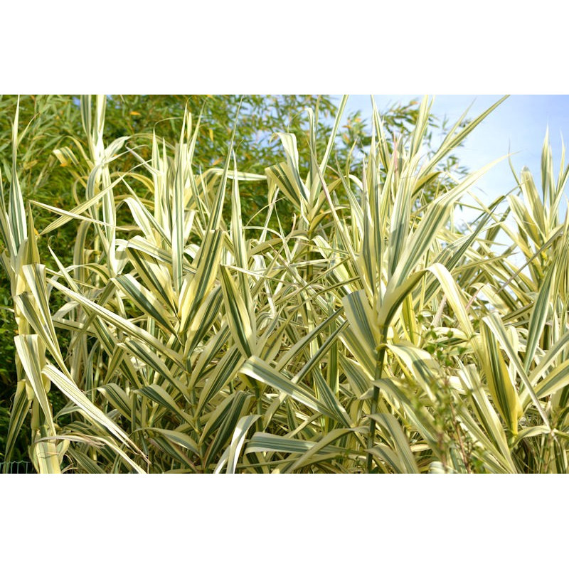 ARUNDO donax var. versicolor