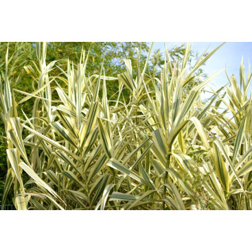 ARUNDO donax var. versicolor