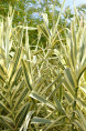 ARUNDO donax var. versicolor